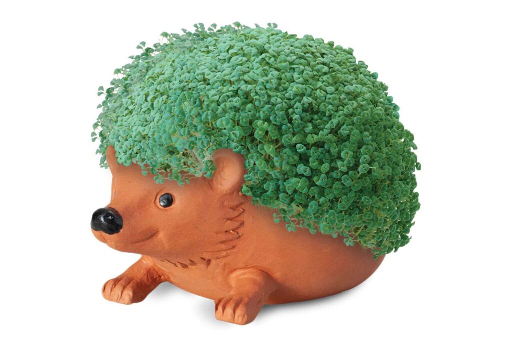 Chia Pets, the ’80s Craze, Getting Animated Screen Adaptation