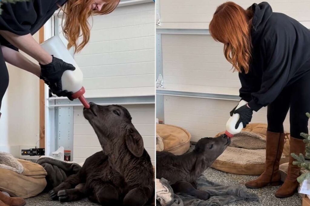 Ree Drummond Shares Update on Newborn Calf Saved Near Ranch During Winter Storm