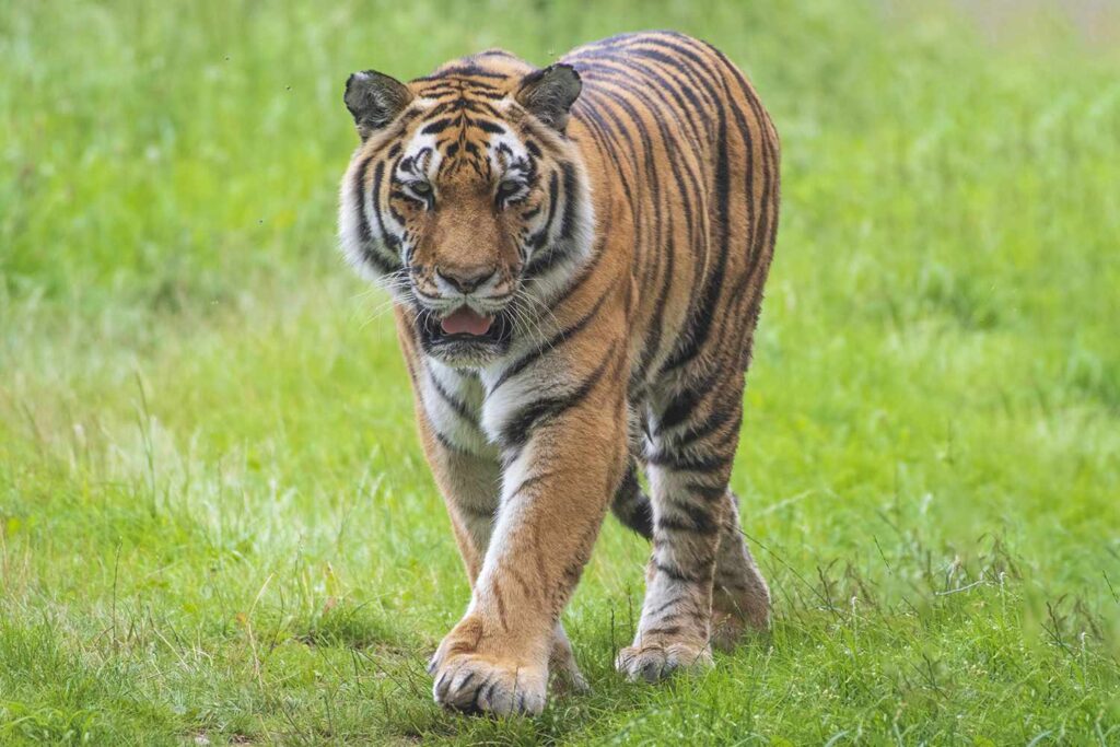 Animal Handler Who Worked with ‘Tiger King’ Star Joe Exotic Killed by Tiger